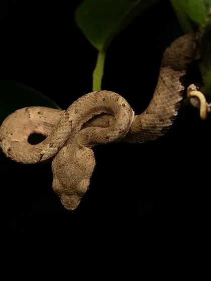 A Common Vine Snake perfectly camouflaged on a branch. Wayanad's biodiversity never ceases to amaze.
