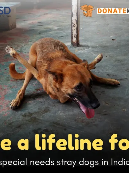 This dog with splayed legs is a symbol of the many special needs animals we care for. Be a lifeline for them by donating to our medical and food funds.
