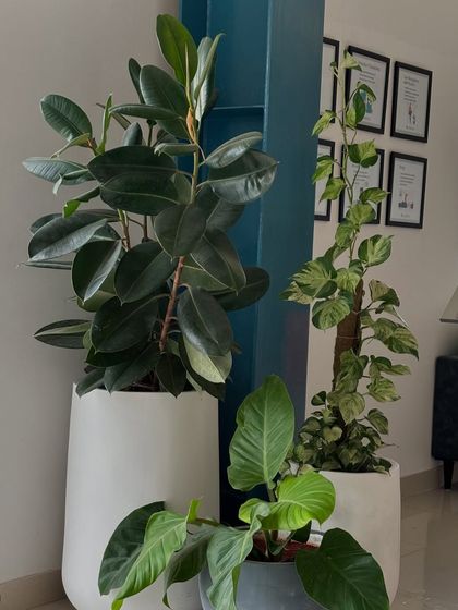 Greening Commercial Spaces photo 6