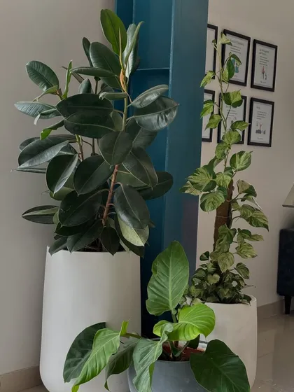 A corner at the Charkos Institute transformed with a cluster of handpicked plants. A large Rubber Plant, a climbing Pothos, and a Philodendron come together in stylish pots to create a vibrant, green focal point.