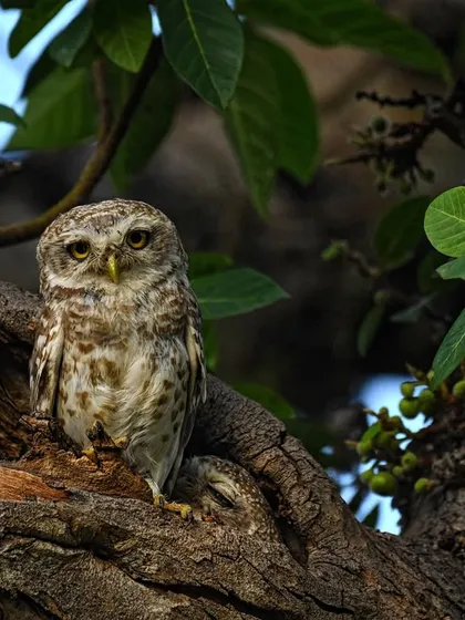 A Spotted Owlet peers from its nest in a tree hollow in Bharatpur. This park is not just for waterbirds; its woodlands are home to a variety of owls, woodpeckers, and passerines.