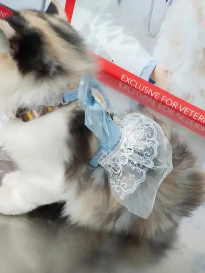 Who says pet accessories can't be fashionable? This adorable Persian cat is modeling one of the cute and comfortable harnesses I have in stock. They are perfect for safe walks and special occasions.