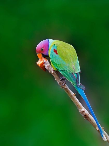 A male Plum-headed Parakeet, seen in full, balances on a thin, thorny branch while eating. The shot captures its long blue tail and the graceful curve of its body against a uniform green background.