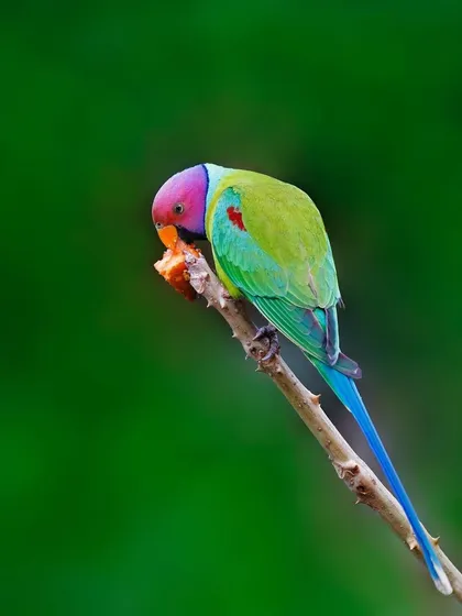 A male Plum-headed Parakeet, seen in full, balances on a thin, thorny branch while eating. The shot captures its long blue tail and the graceful curve of its body against a uniform green background.