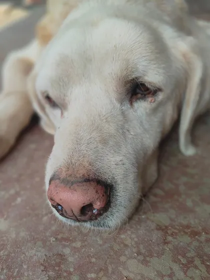 A close up of Casper, our senior Labrador. He has such a gentle soul. He was abandoned by his rescuer a year ago, and we are now looking for virtual adoption parents or sponsors to help us manage his care.