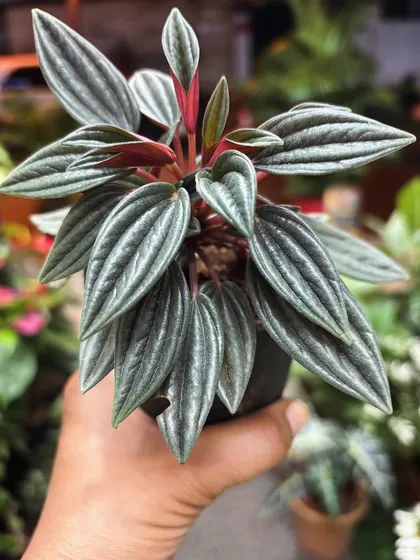 A close-up of the Peperomia Caperata, also known as the "radiator plant." I love its deeply ridged, watermelon-like leaves and reddish stems, which add so much texture and interest.