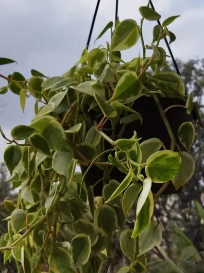 A beautiful variegated Peperomia in a hanging basket, perfect for adding a trailing element to a balcony garden. The leaves catch the light beautifully against the sky.
