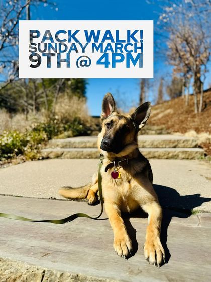 Tulsa Dog Trainer - Pack Walks Our Pack Walks in Action photo 15