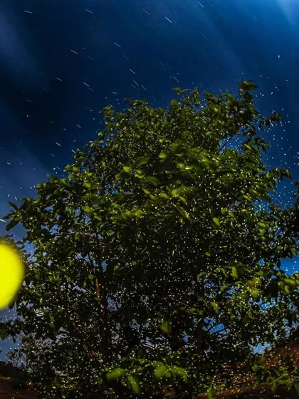 A long exposure shot captures the magical light of fireflies in Maharashtra. This image attempts to convey the enchanting experience of being surrounded by thousands of blinking lights on a dark night.
