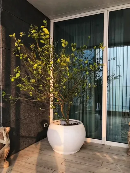 A beautiful Lemon Tree in a simple white pot, bringing life and the promise of fresh lemons to this balcony. A large plant can instantly make any corner feel special.
