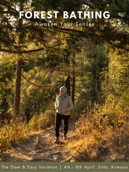 Forest bathing, or Shinrin-yoku, is a core part of my nature immersion retreats. It's more than a walk; it's about awakening your senses and finding healing in the quiet wisdom of the forest.