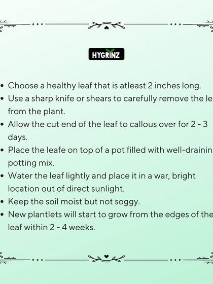 Hygrinz - Garden Maintenance Gardening Know-How: Tips & Techniques photo 6