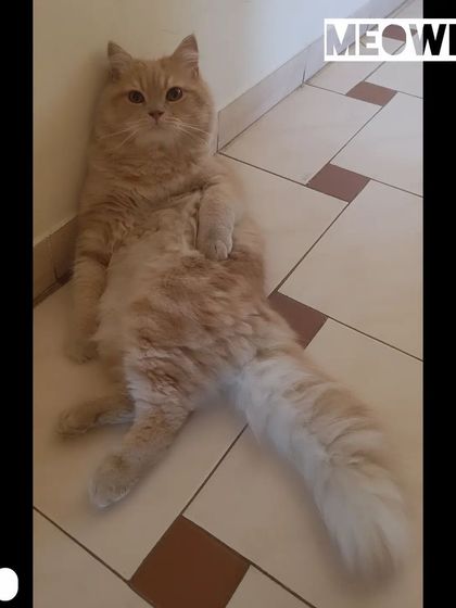 Meow Inn - Cat Lounge & Play Sessions Relax & Recharge: Cozy Moments photo 3