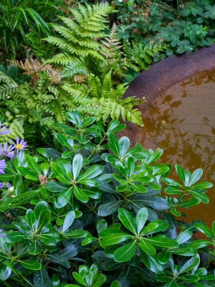 A beautiful plant combination featuring the glossy leaves of Pittosporum and the delicate fronds of a fern. We focus on creating pleasing contrasts in leaf shape, color, and texture.