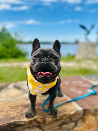 Tulsa Dog Trainer - Immersive Board & Train Programs Board & Train Graduates photo 23