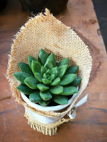 Sometimes, simple is best. This single succulent, wrapped in natural burlap, makes a perfect, eco-friendly gift for any occasion, from corporate events to a small thank you gesture.