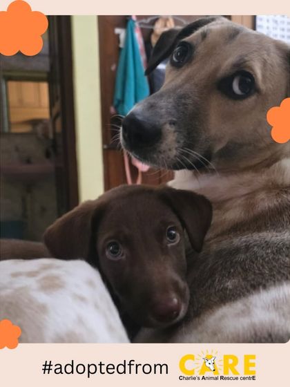 Charlie's Animal Rescue Centre - Animal Rescue & Adoption Happy Tails: Our Adoption Stories photo 6