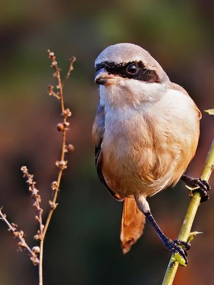 A Long-tailed Shrike is perched on a thin vertical branch with dried seed heads nearby. The composition has a delicate, almost minimalist feel.