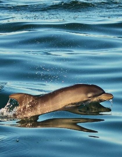A playful dolphin leaps from the water. These intelligent and curious creatures often accompany the boats on my coastal excursions, providing an unforgettable spectacle.