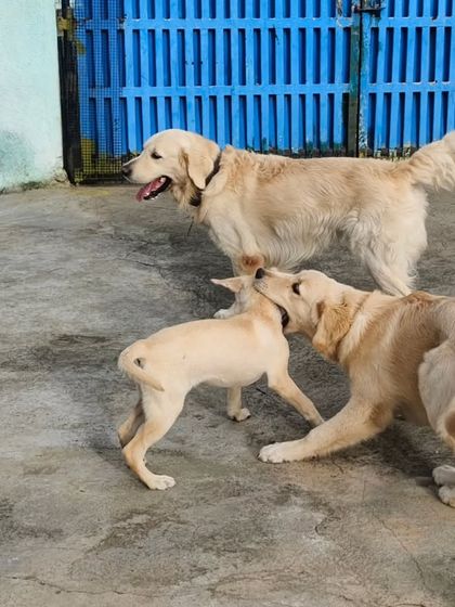 A young pup learning how to play from the older, wiser dogs. This is how they socialize and learn manners.