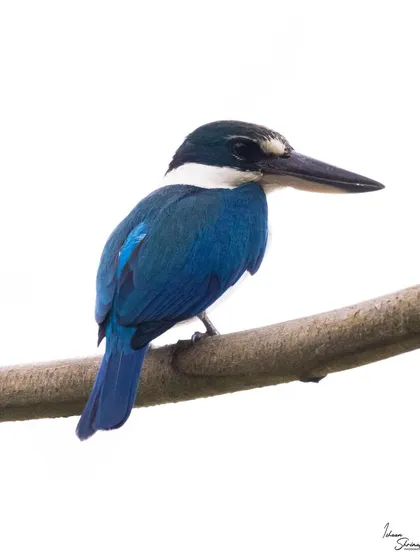 A high-key portrait of a Collared Kingfisher in Pasir Ris Park. The bright background helps to emphasize the brilliant blue of the kingfisher's feathers and its sharp, focused gaze.
