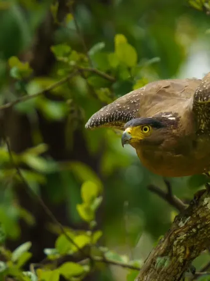 A Crested Serpent-Eagle prepares for flight, its wings partially spread.
