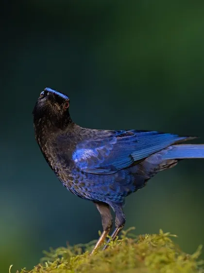 A Malabar Whistling Thrush, known as the "whistling schoolboy" for its human-like song. Its glossy, deep blue plumage shimmers in the forest light.