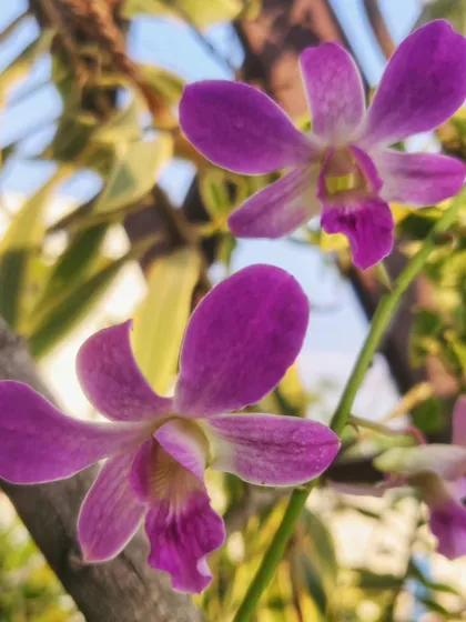 A close-up of the delicate purple orchids. Their intricate shape and vibrant color are a reward for the long wait.
