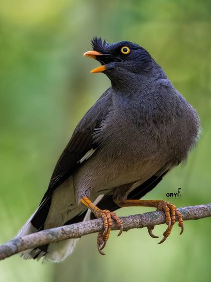 A Jungle Myna calling from a branch. These birds are highly social and vocal, and this image captures the energy of their communication.