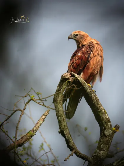 A majestic Brahminy Kite perched atop a tree against a stormy, dramatic sky. The lighting gives the bird a powerful, almost painterly quality.