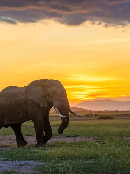 An elephant walks across the plains of Amboseli as the sun sets, painting the sky in molten gold. These are the sacred, quiet moments we chase.