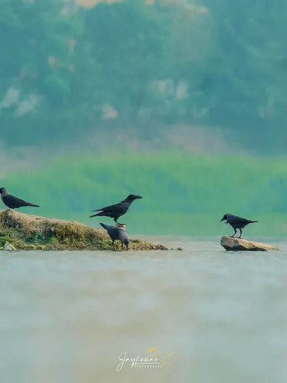 A flock of crows gathers on a small islet while a white egret flies past, capturing a typical scene of river life.