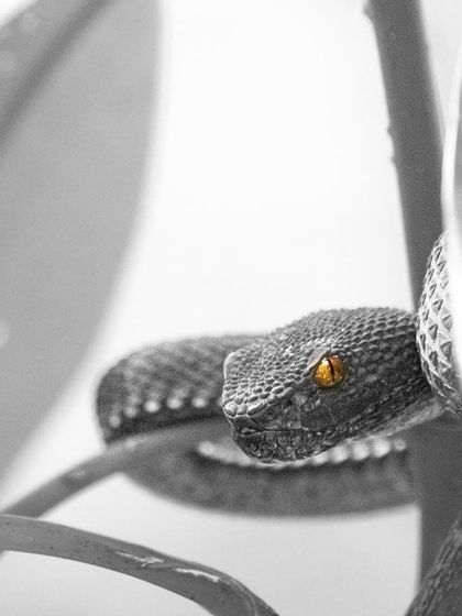 A young Mangrove Pit-Viper in Pasir Ris Park. I used selective color to highlight its piercing amber eyes against the black and white background, drawing attention to its most captivating feature.