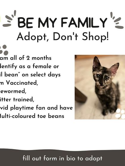 This is Bean, a 2-month-old female tortie kitten. She's fully vetted and ready to bring her unique, multi-colored charm to a loving family.
