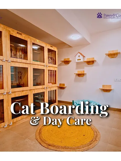 Our feline guests deserve their own peaceful retreat. The Kitty Cottage is a dedicated, dog-free zone with multi-level suites and an activity wall, creating a calm and stimulating environment for every cat.
