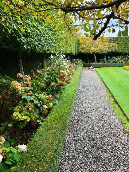 A long gravel path bordered by a low boxwood hedge and a row of pleached trees. This technique of training trees into a flat, elevated screen is a hallmark of classic formal garden design.