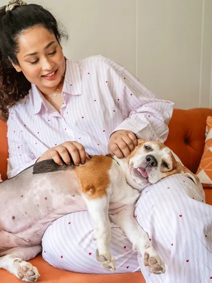 A relaxed moment with Rrari the Beagle lounging on her mom's lap. This candid shot captures the comfort and ease of being at home with your pet.