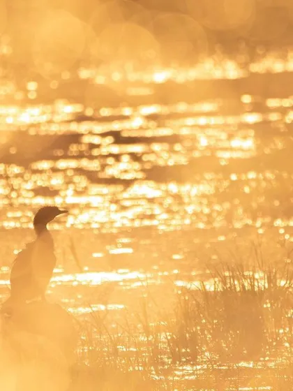 I created this image by combining two exposures in-camera. First, I captured the silhouette of a Little Cormorant in the golden light, then I layered it with an out-of-focus shot of the sparkling bokeh on the water's surface for an atmospheric effect.