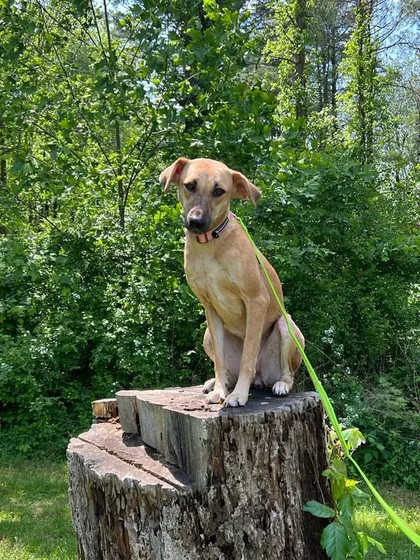 Stella, queen of the stump! She's confident and happy in her new home in the USA.