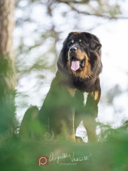 I travel across India for on-location shoots, like this one in the Himalayas. Capturing the majestic presence of Bhola, a Gaddi sheepdog, in his natural environment demonstrates my ability to create powerful portraits in any setting.