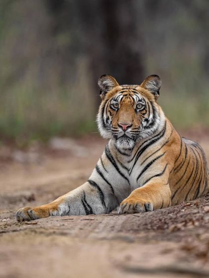 A beautiful portrait of a sub-adult male tiger, captured by my guest Jinson. This is a perfect example of what my mentorship aims to achieve.