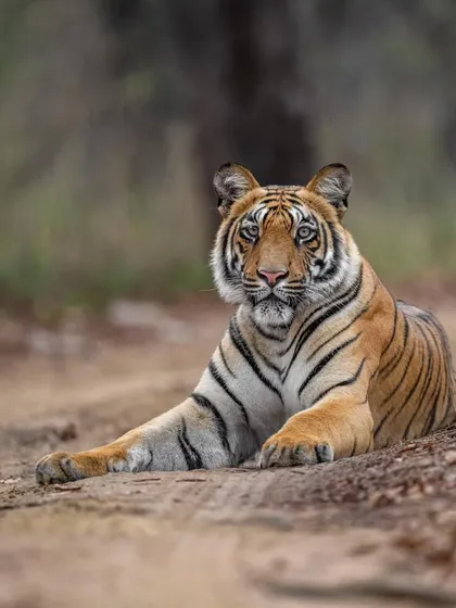 A beautiful portrait of a sub-adult male tiger, captured by my guest Jinson. This is a perfect example of what my mentorship aims to achieve.