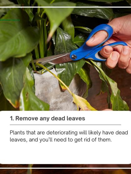 Removing dead or yellowing leaves is the first step to reviving a plant. This simple act of pruning helps the plant focus its energy on new, healthy growth.