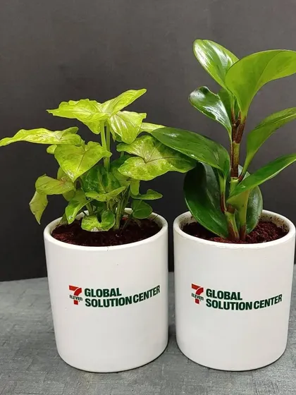 A pair of eco-friendly plant gifts featuring Syngonium and Peperomia plants. The clean white ceramic pots are customized with the Global Solution Center logo, making them ideal for office desks.