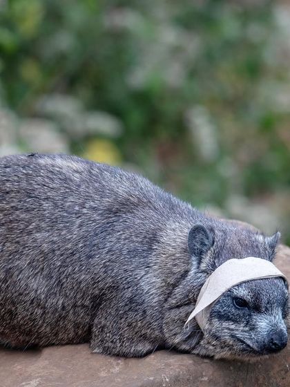 African Journeys: Savannahs, Jungles, and Great Apes photo 23