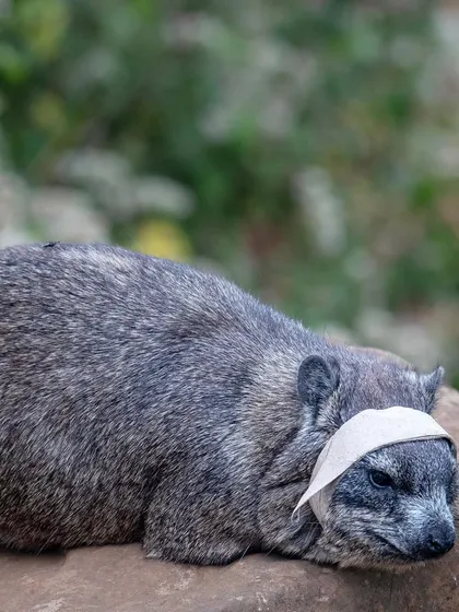 A rock hyrax, the elephant's closest living relative, struggles with a piece of human trash. This image is a stark commentary on the impact of pollution on wildlife, even in protected areas.