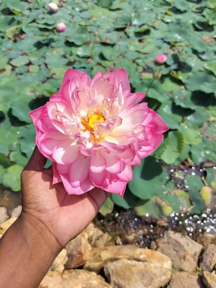 A hand holding a freshly bloomed lotus. Like the lotus, which rises from the mud, we help you rise from your challenges to bloom with clarity and health.