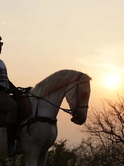 There's nothing like a ride at sunset. Our safari and trail rides offer breathtaking views and a chance to connect with nature. This is more than just riding, it's an unforgettable experience.