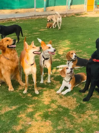 Just look at this happy crew. We love seeing dogs of all breeds and sizes, from playful Golden Retrievers to curious Indies and Beagles, becoming one big family during their stay.