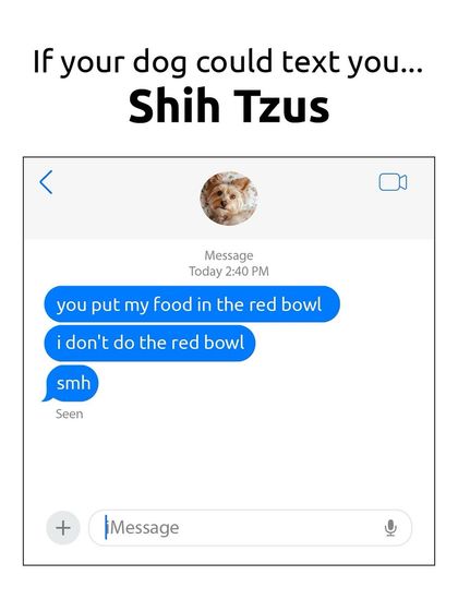 If a Shih Tzu could text, this would be it: "you put my food in the red bowl. i don't do the red bowl. smh." They have standards, you know.